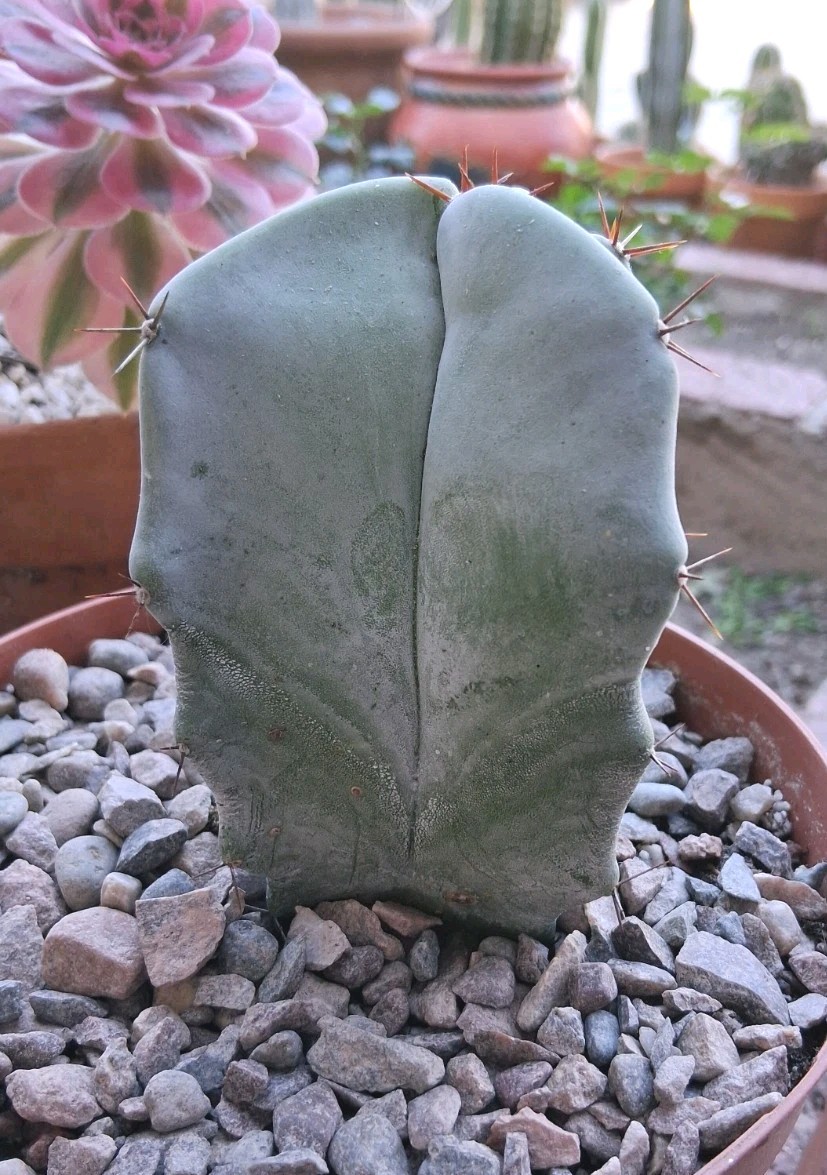 Stenocereus Pruinosis SPIRAL Gray Ghost Cactus Ships BareRoot 4″Hx3″W Nice Size