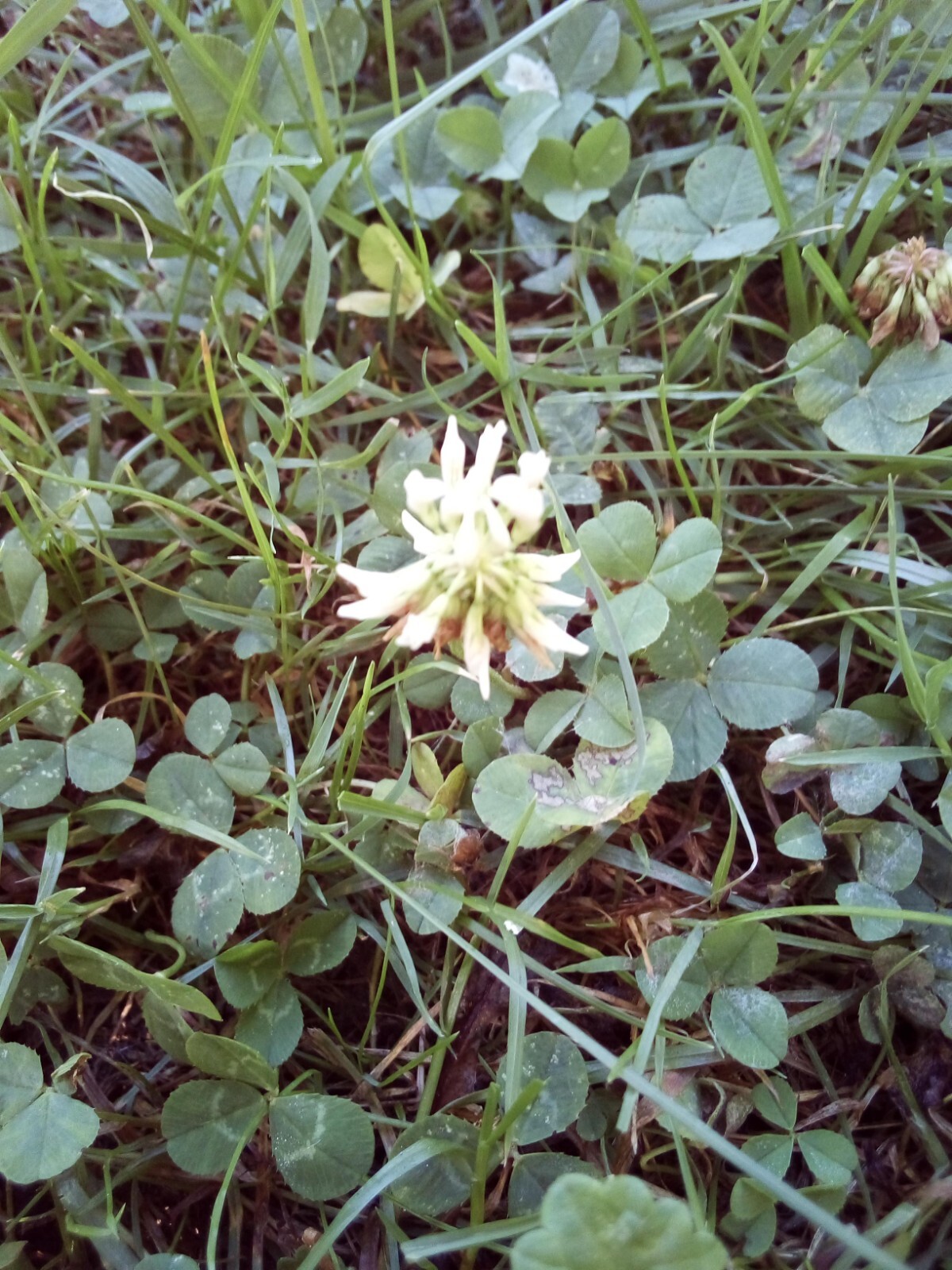 800 SEEDS WHITE DUTCH CLOVER