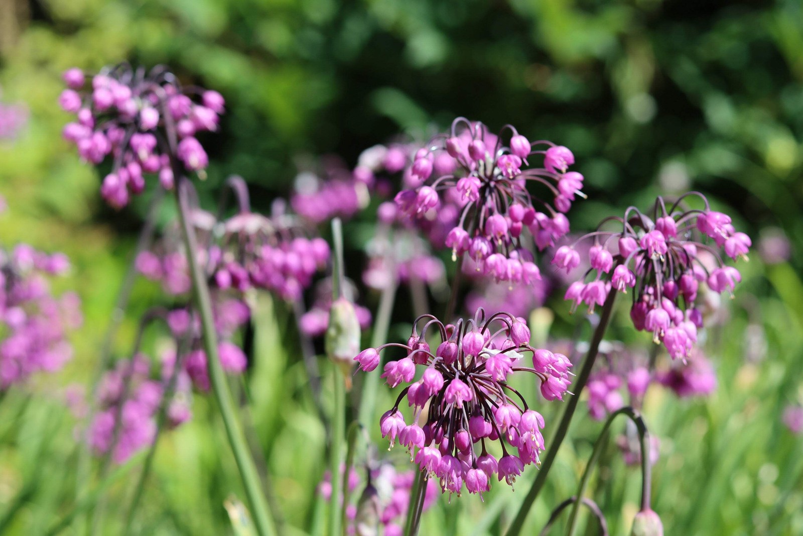 250 ALLIUM NODDING ONION Allium Cernuum Flower Seeds
