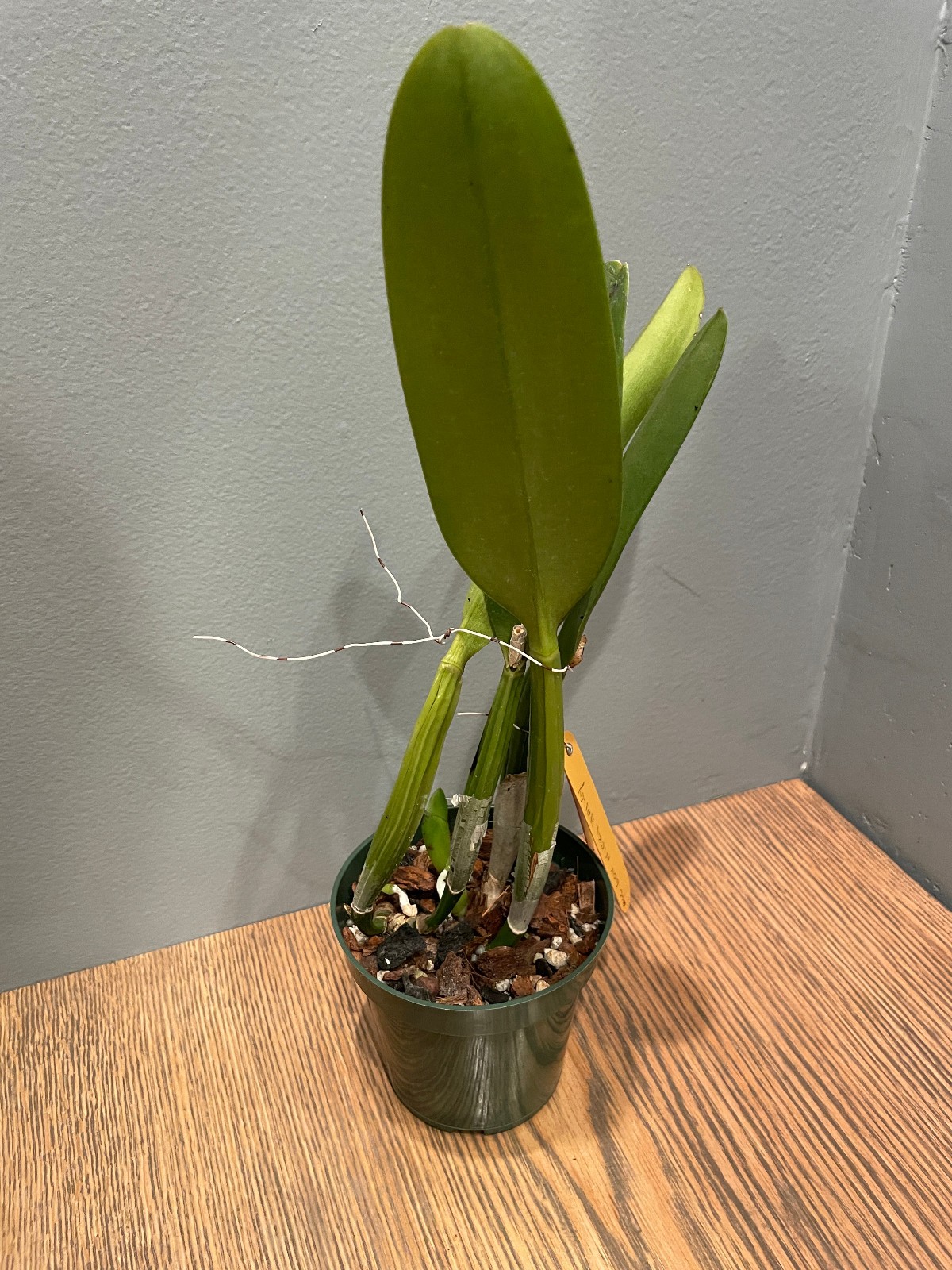 Blc. Gov. Nikki Haley (Kure Beach x George King) Cattleya Orchid Plant