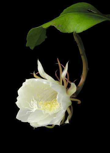 Epiphyllum Oxypetalum (Queen of the Night Orchid Cactus) 1 living plant