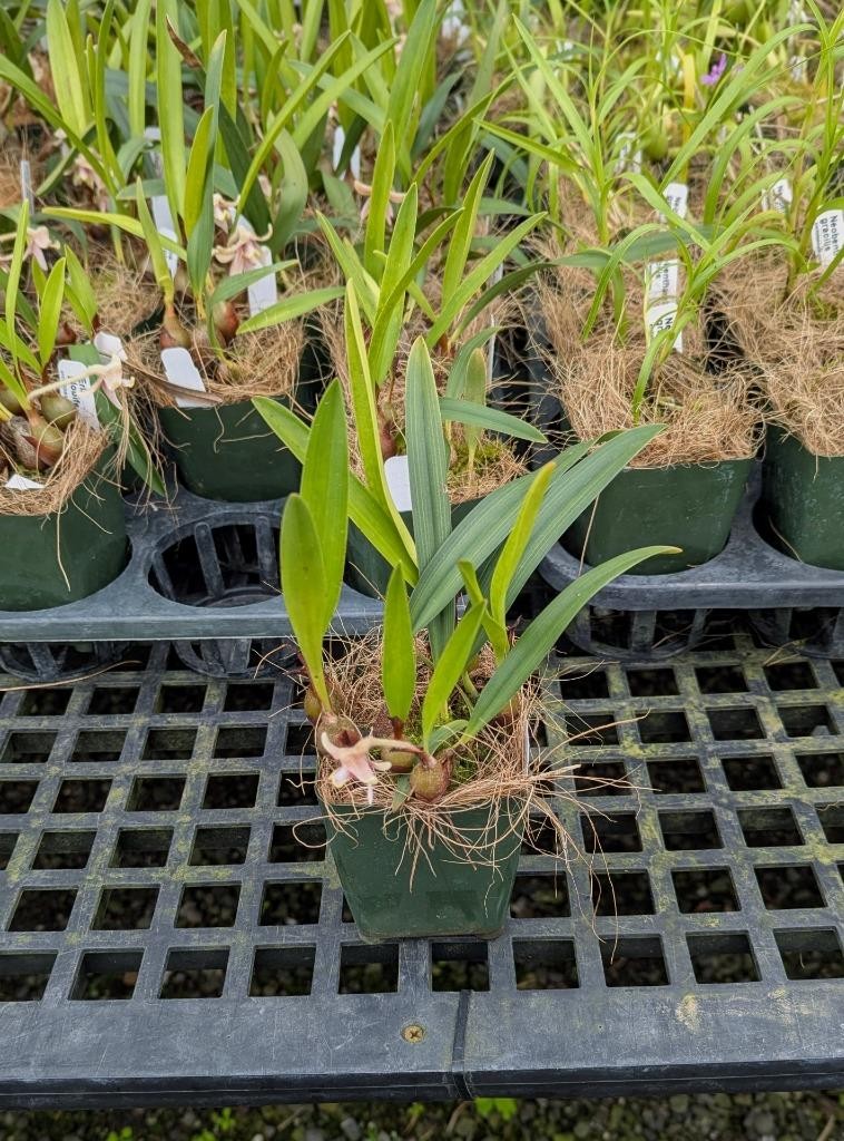 Unusual Orchid Species Eria globifera. Wooly Flower Buds! Looks Like A Moth!