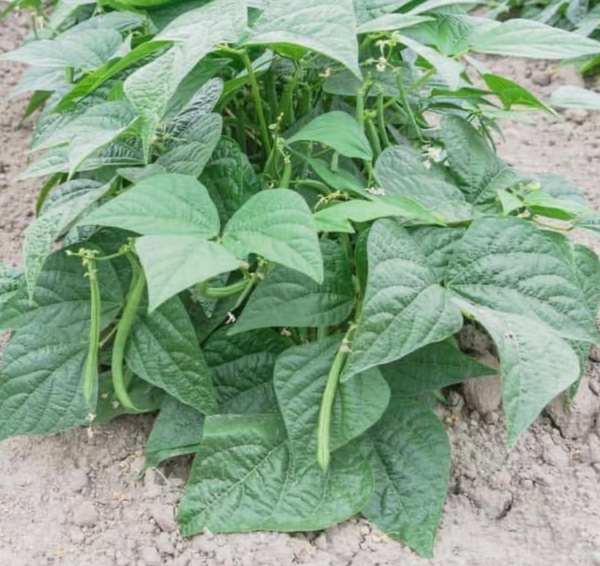 Contender Stringless Bush Green Bean – Fresh Seeds 2026, Early Heirloom 🇺🇸 USA
