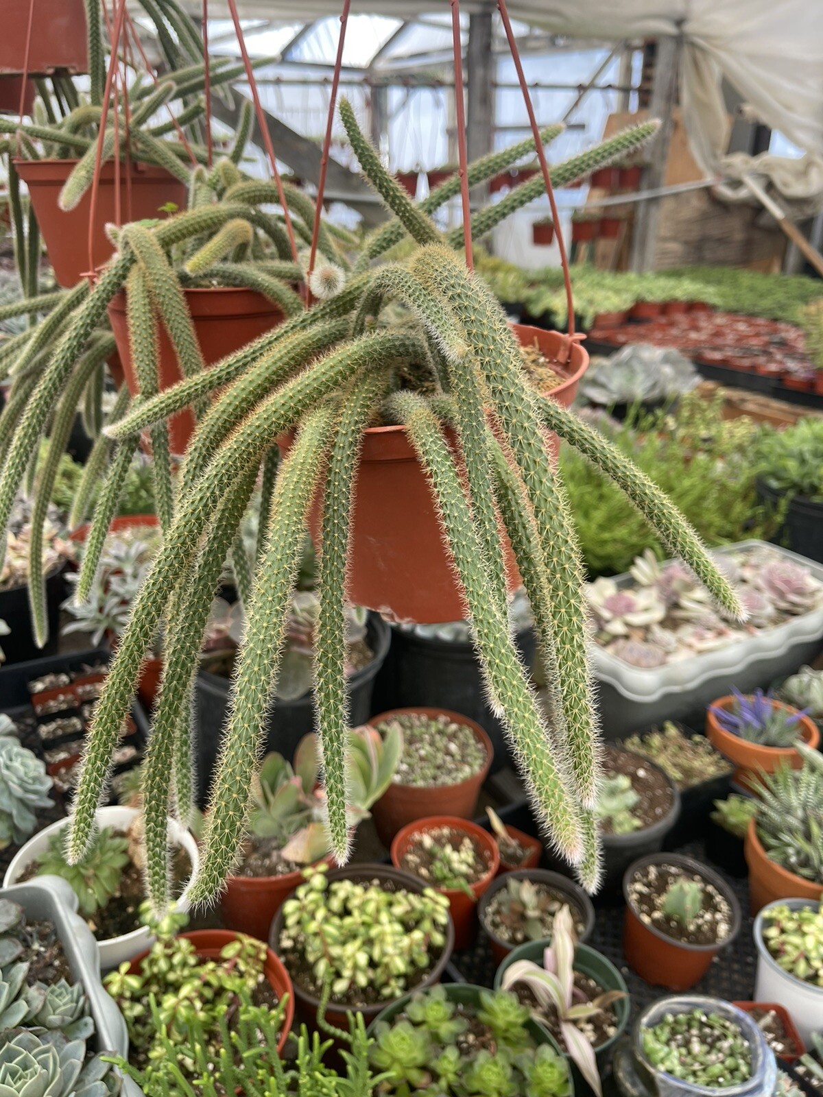 RAT TAIL CACTUS 6-INCH POT HANGING