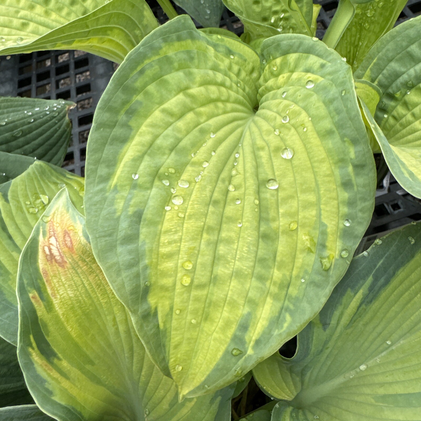 Hostas ‘Brother Stefen’ Hosta 2 Gal Potted Perennial Shade/Partial Sun Huge