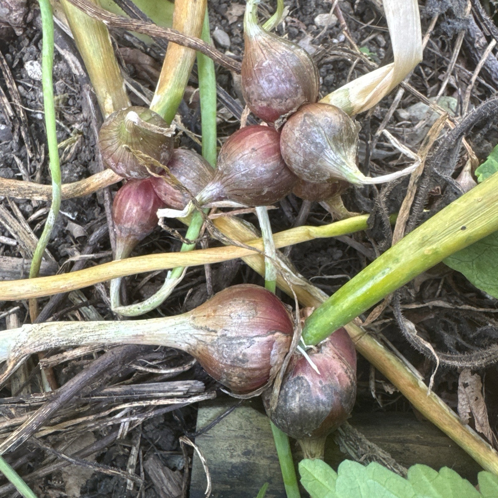Egyptian Walking Onion Top Set Cluster of 25 plants matured plants see read