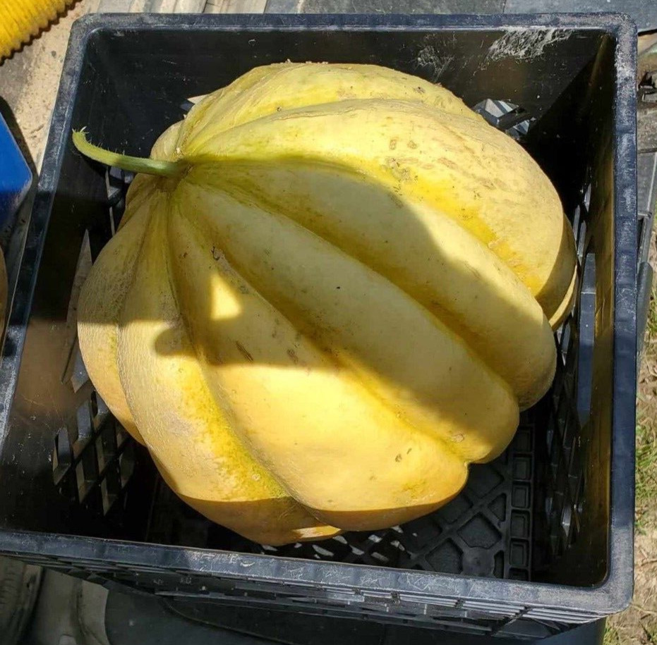 10 Giant Cantaloupe seeds, Home Grown in the USA, Non GMO, S&H with Tracking #