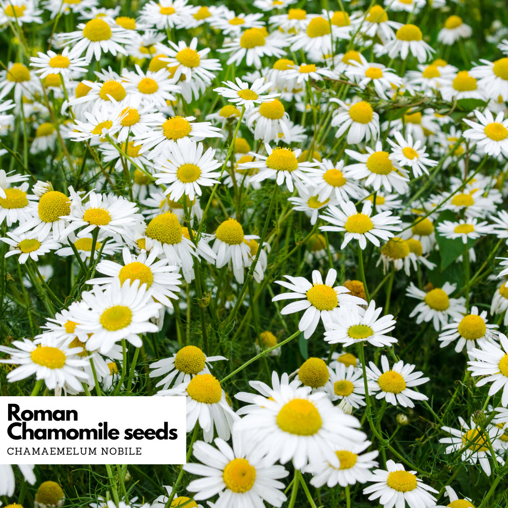 Roman Chamomile Seeds – Chamaemelum nobile | Non-GMO, Open-Pollinated, Perennial