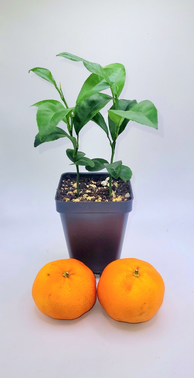 Pot Of 2 Clementine Mandarin orange seedlings, 3-5 inches tall