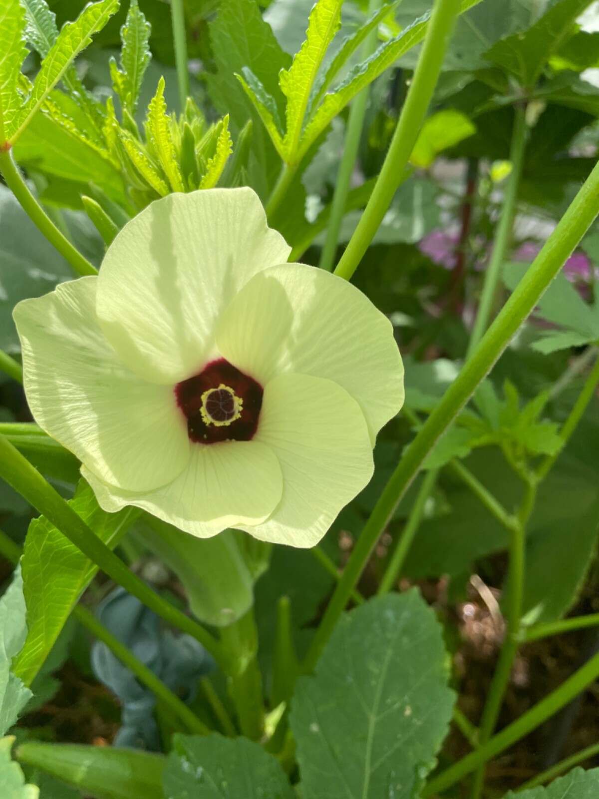 40+ Louisiana 16 Inch Longhorn Okra Seeds Longest Most Robust Pods Heirloom