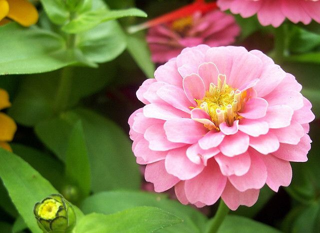 25+ Light Pink Marigold Seeds for Garden Planting – USA – FREE SHIPPING!
