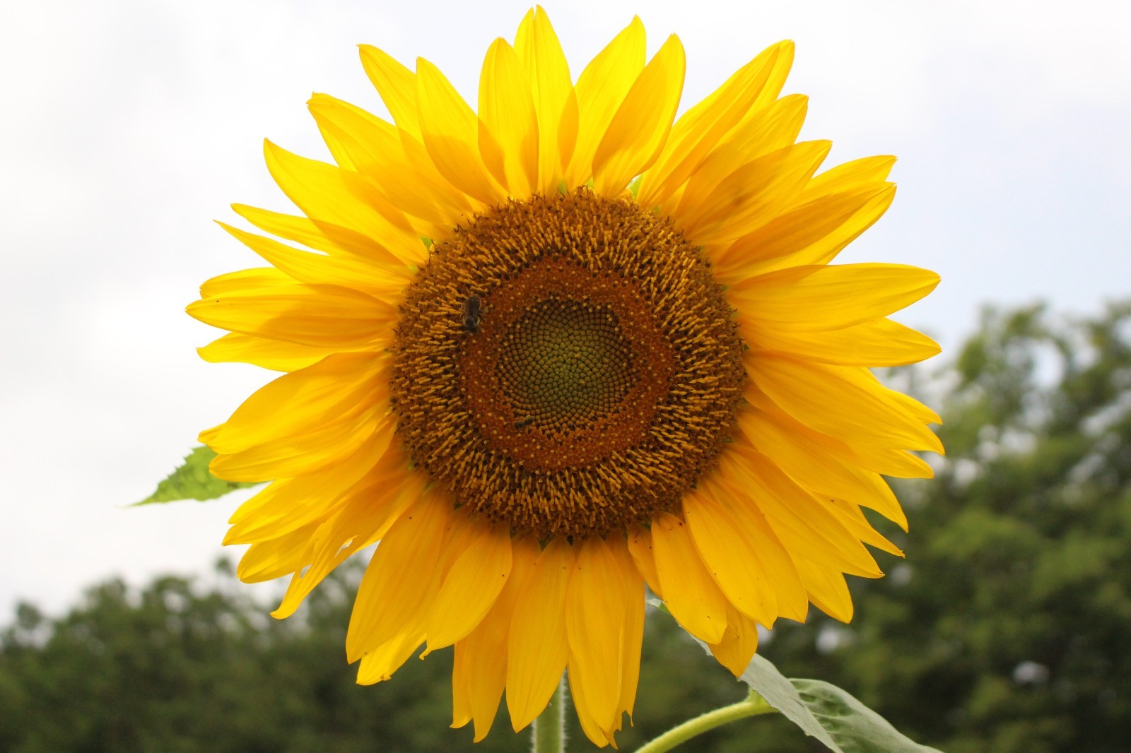 Giant Sunflower Seeds for Planting – Heirloom & Non-GMO – Mammoth Seeds