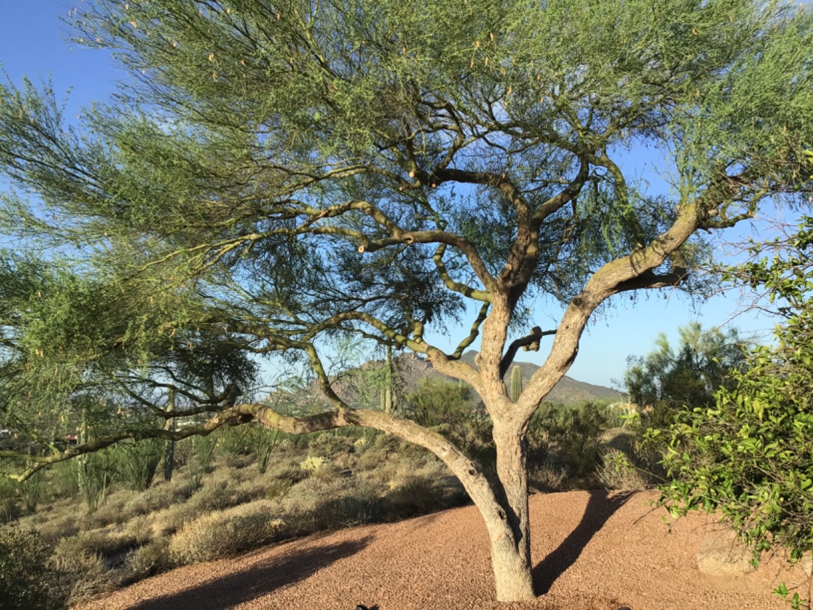 Blue Palo Verde Parkinsonia Florida 50 Seeds / HAND PICKED 08/2023 CAREFREE,AZ
