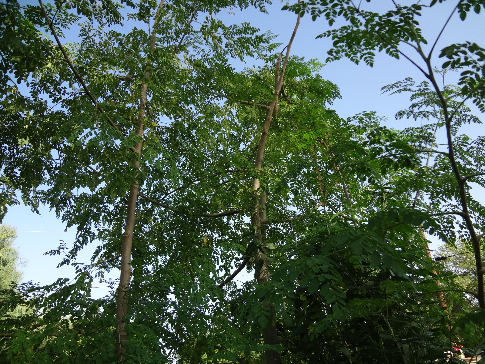 MORINGA Oleifera STX-1 MOST HARDY & PRODUCTIVE Variety Organically Grown SEEDS