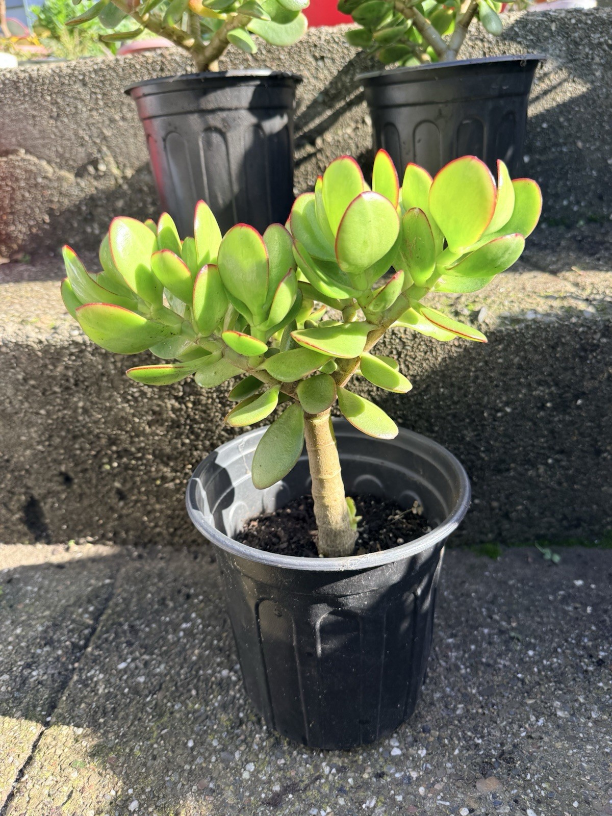 LARGE 1+ FOOT Rooted Jade / Money Plant Live Bonsai Tree Start
