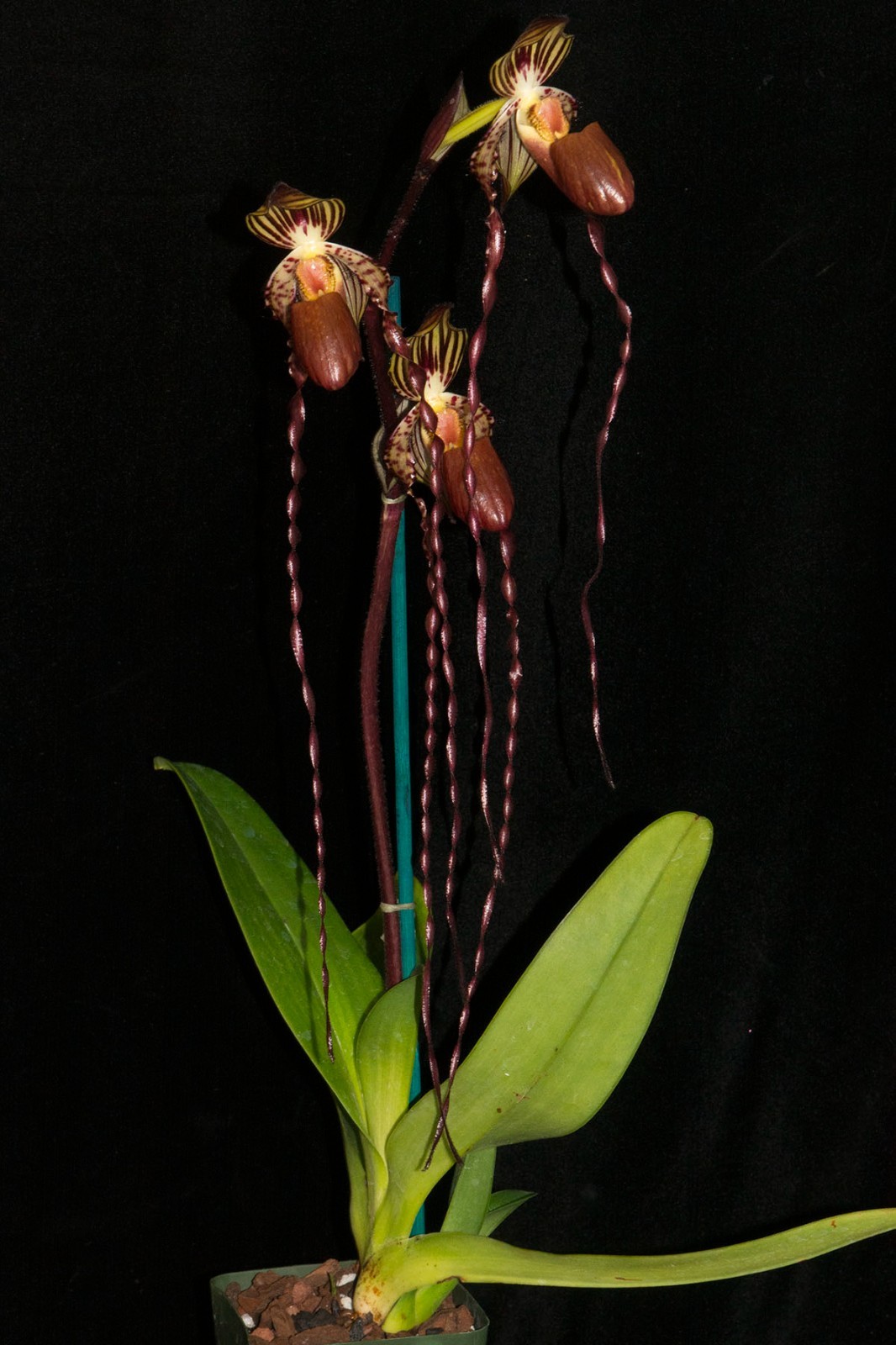 Paphiopedilum QF Kamakani #1 (Cascade Creek x sanderianum)
