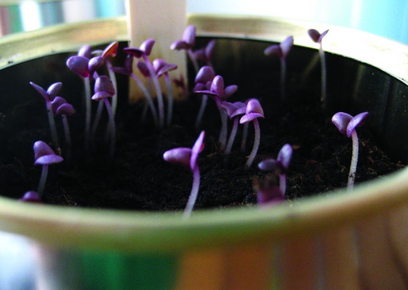 300+ seeds PURPLE DARK OPAL BASIL Ocimum basilicum ‘Dark Opal’