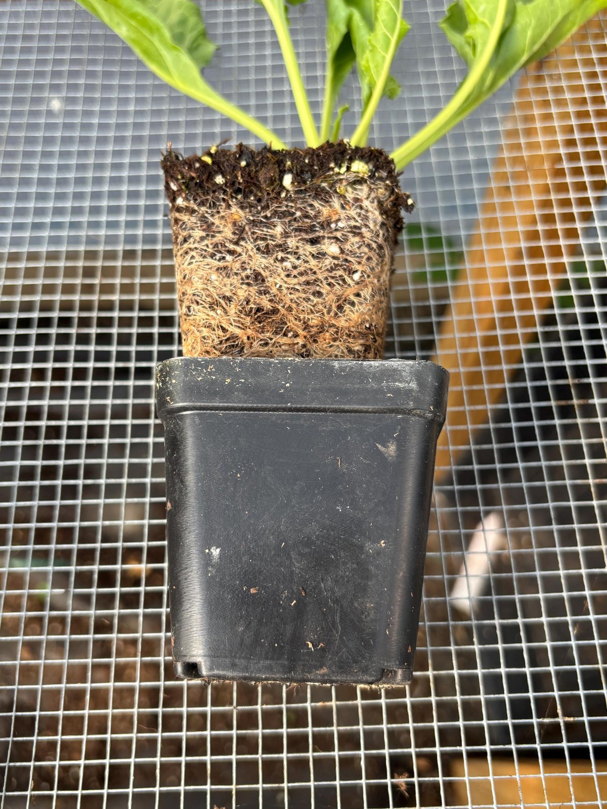 Beet Live Plant – Seedlings/Plugs and Plants – 3″- 12″ tall – 30-60+ days old