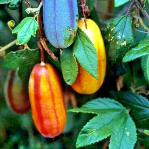 10 BANANA PASSIONFRUIT SEEDS (Passiflora Mollissima) Fast Flower Vine Plant RARE