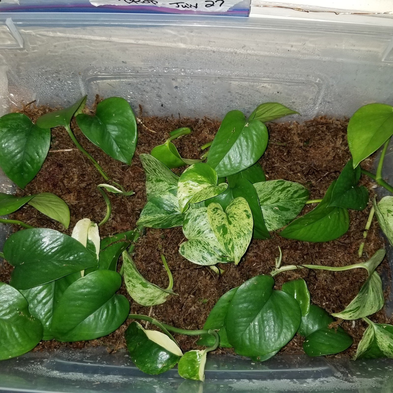 Jade Pothos – Cuttings- Rooted 20-30 Days old 3″- 8″ 6 cuttings for $10