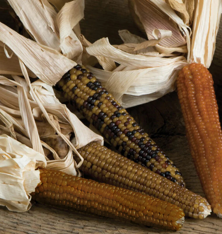 Shades of Brown Ornamental Corn Seeds | Tan Bronze Black Glass Popcorn Seed 2025