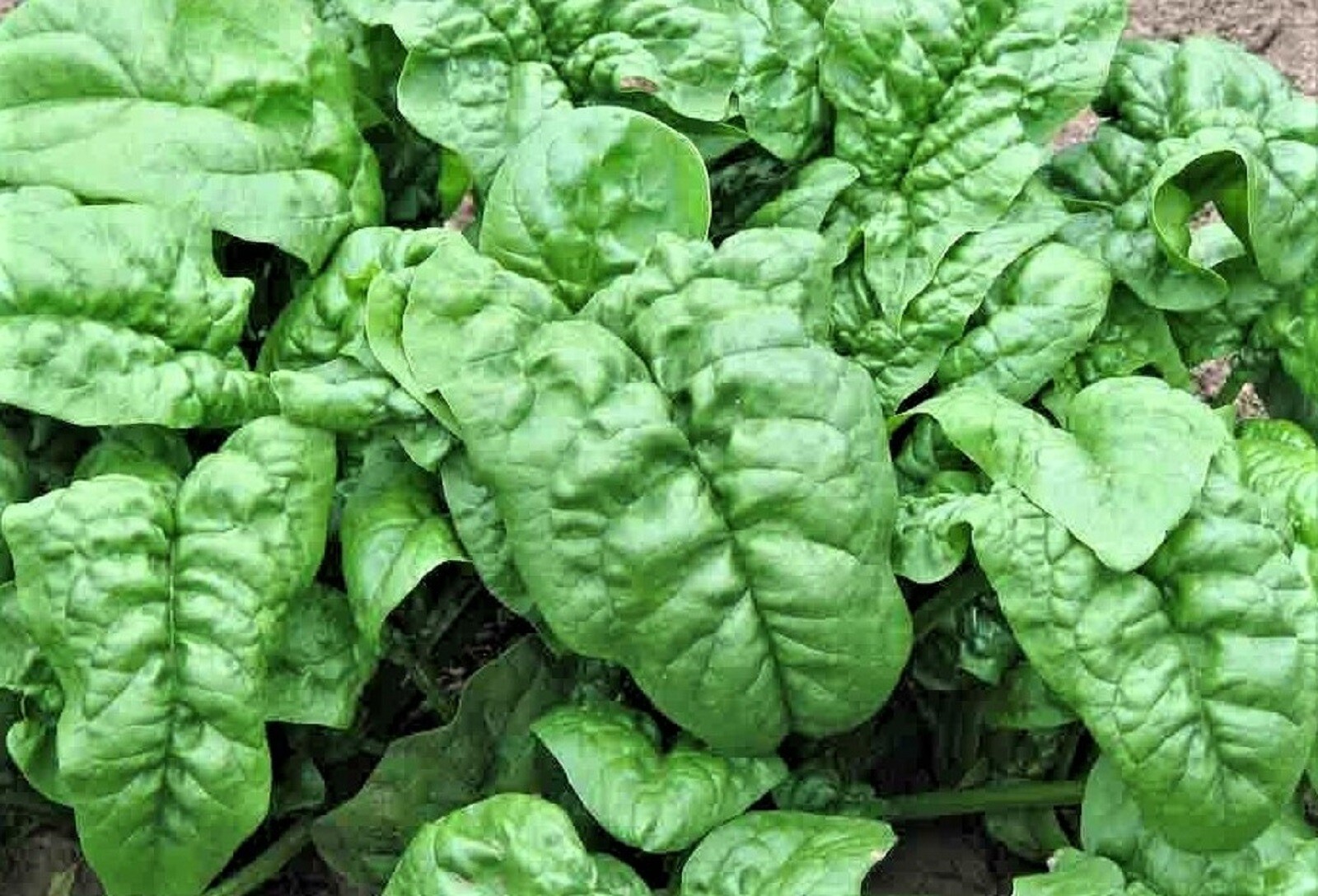 Noble Giant Spinach 100+ Seeds NON-GMO BUY 4 GET FREE SHIPPING