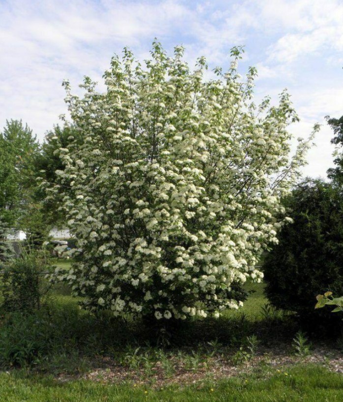 Blackhaw Virbunum Tree – 6-12″ Tall – 4″ Pot – White Cluster Flower – Zones 3-9