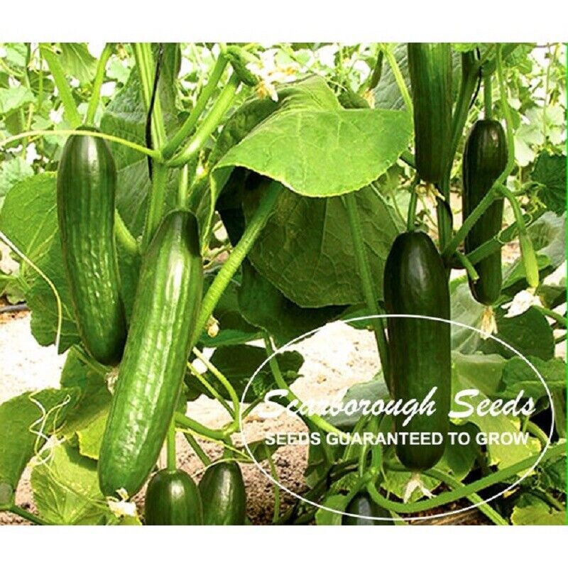 SCARBOROUGH SEEDS Persian / Lebanese Cucumber (Beit Alpha) 50 Seeds, Non-GMO USA
