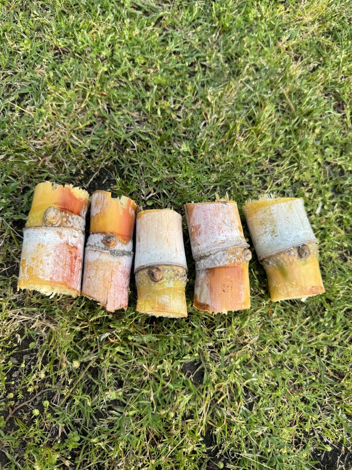 5pcs GREEN YELLOW SUGARCANE Cutting Sticks-ORGANIC