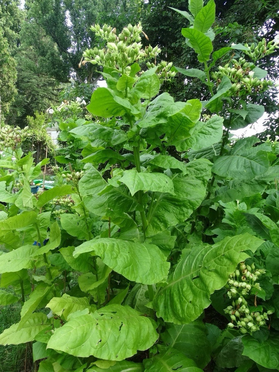 100 Black Mammoth Tobacco Seeds TX USA Heirloom Nicotiana Tabacum NONGMO