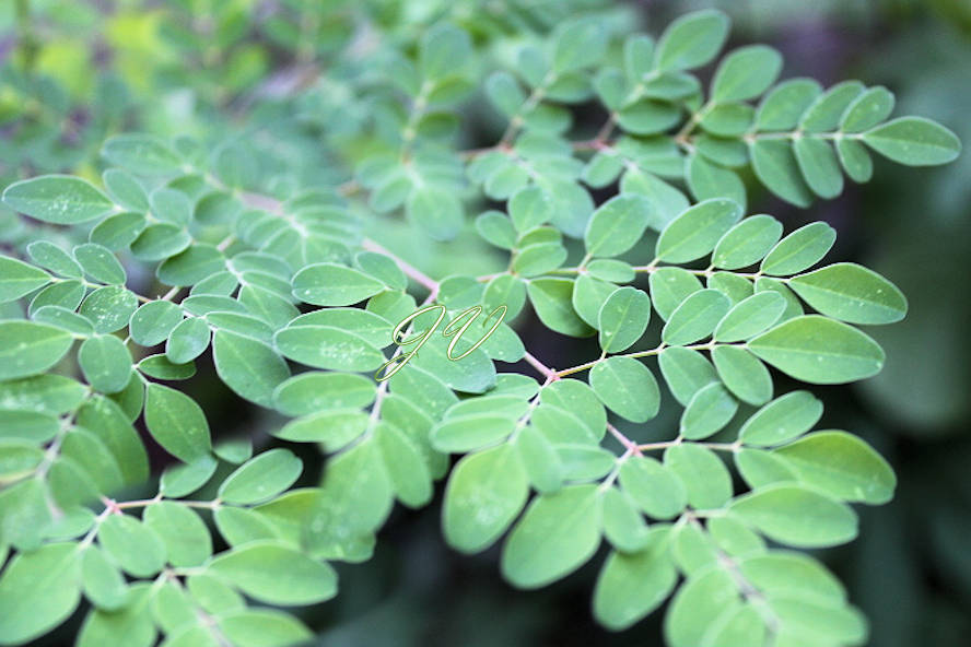 Tropical Seeds -Moringa oleifera PKM 2 -10 Seeds for Planting