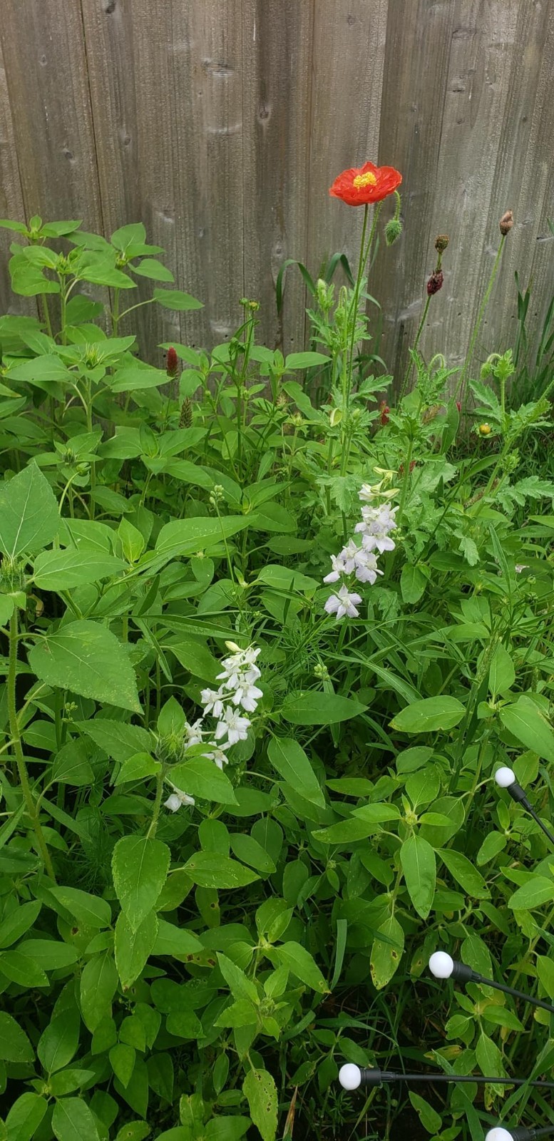 Easy to Grow Wildflower Seeds – 100,000 Count for Thriving Butterfly Habitats