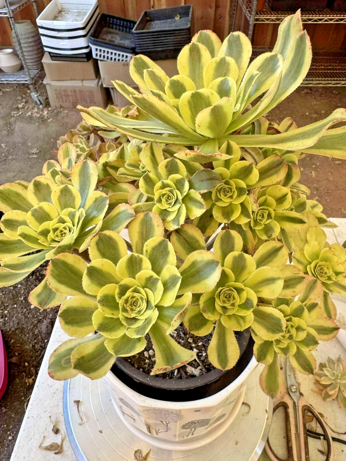 Imported Succulent live plant Home decor Plant gift rare Aeonium Green Chanel