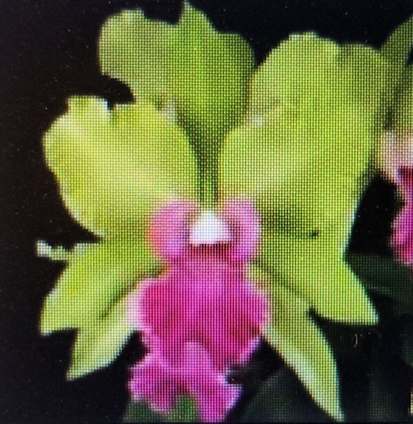 Blc Mem Helen Brown x Blc Kitty Mattheny 5 Inch Pot 3C32