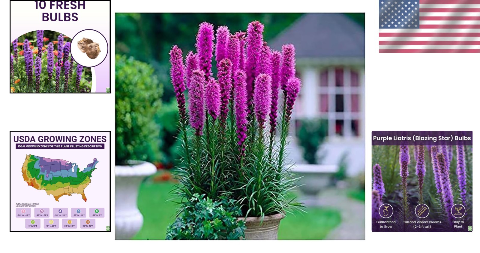 Perennial Liatris Bulbs – 10 Pack for Planting