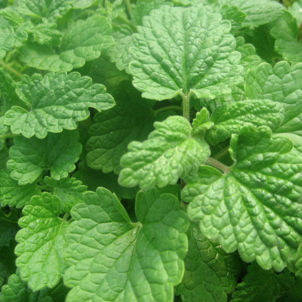 Lemon Catnip Seeds | Non-GMO | Herb Seeds | Seed Store | Free Shipping | 1165