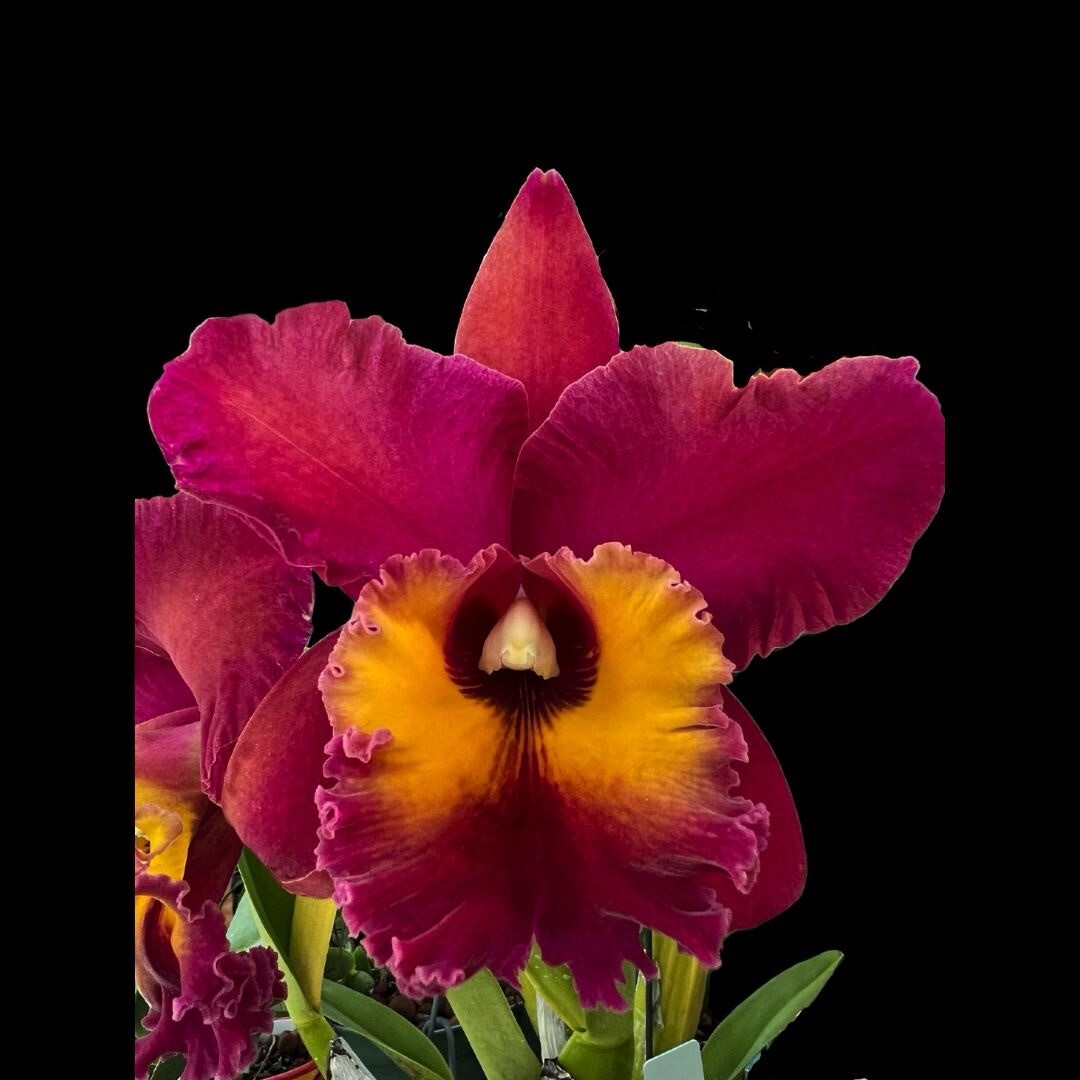 Live Orchid plant—Rlc. Chia Lin ‘Sun Light’