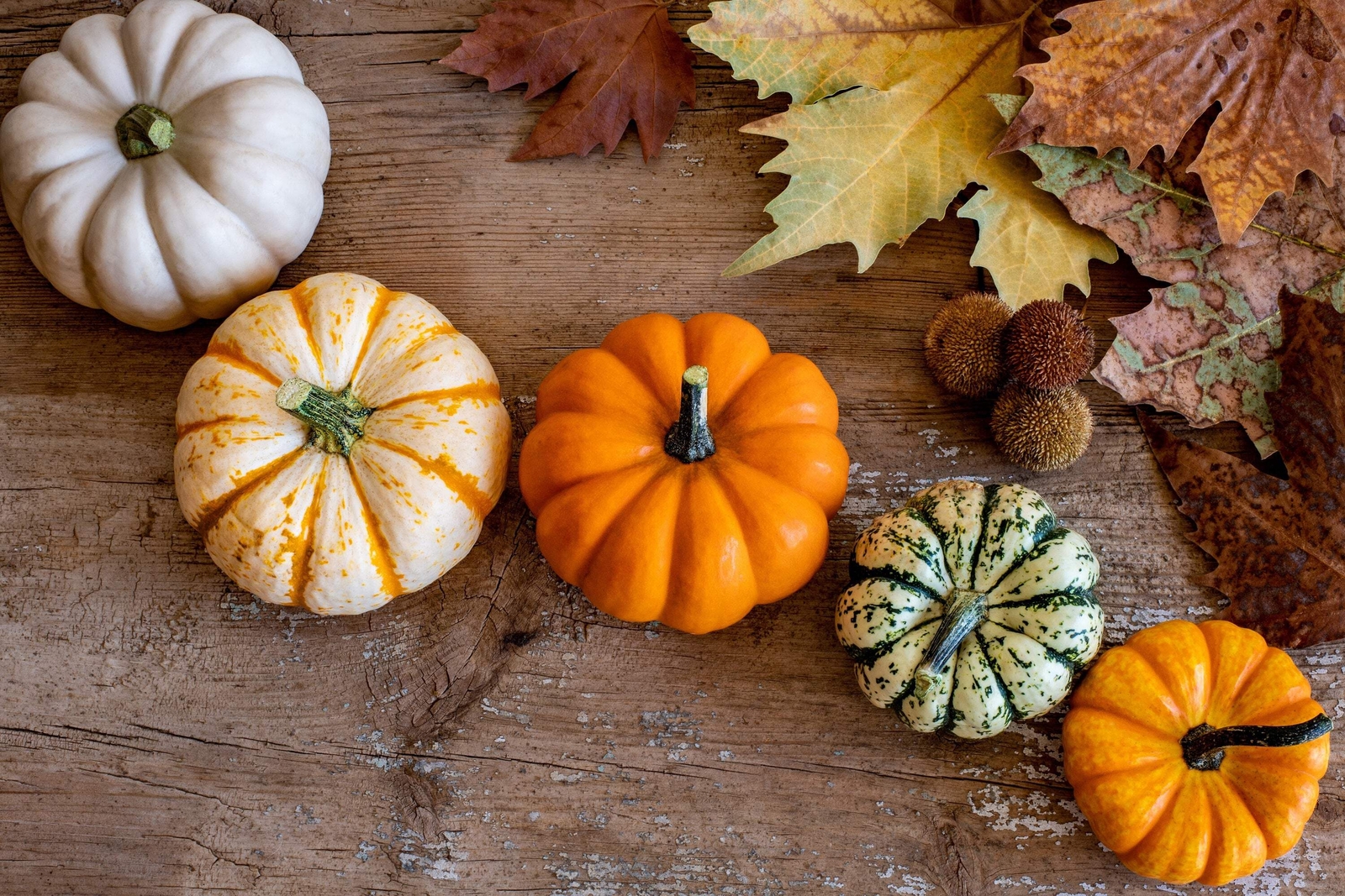 20 MINI MIX PUMPKIN Miniature Cucurbita Pepo White Green Orange Stripe Veg Seeds