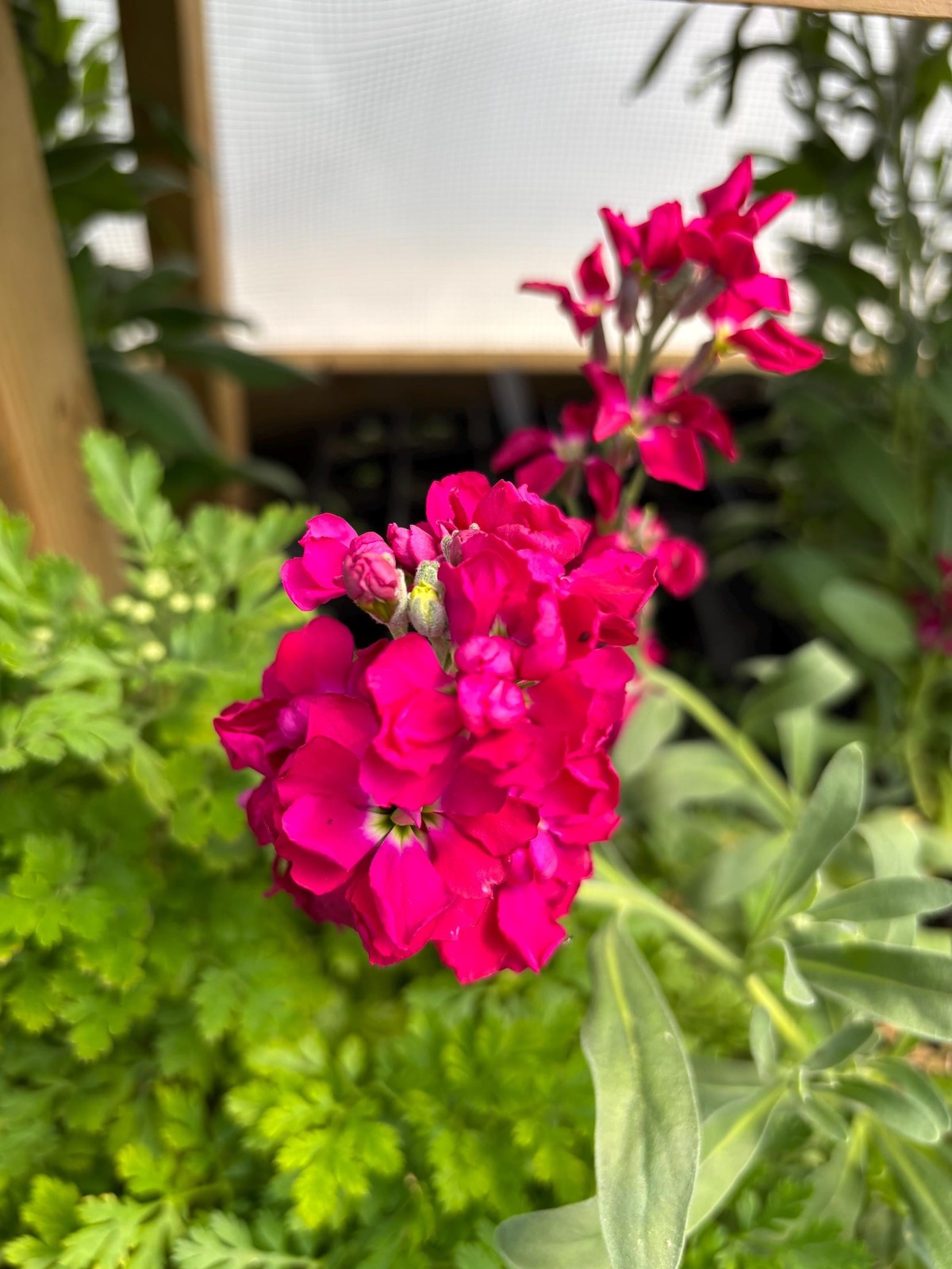 Stock Flower Live Flower Plants – Seedlings/Plugs- 4″- 12″ tall- 30-50 days old,