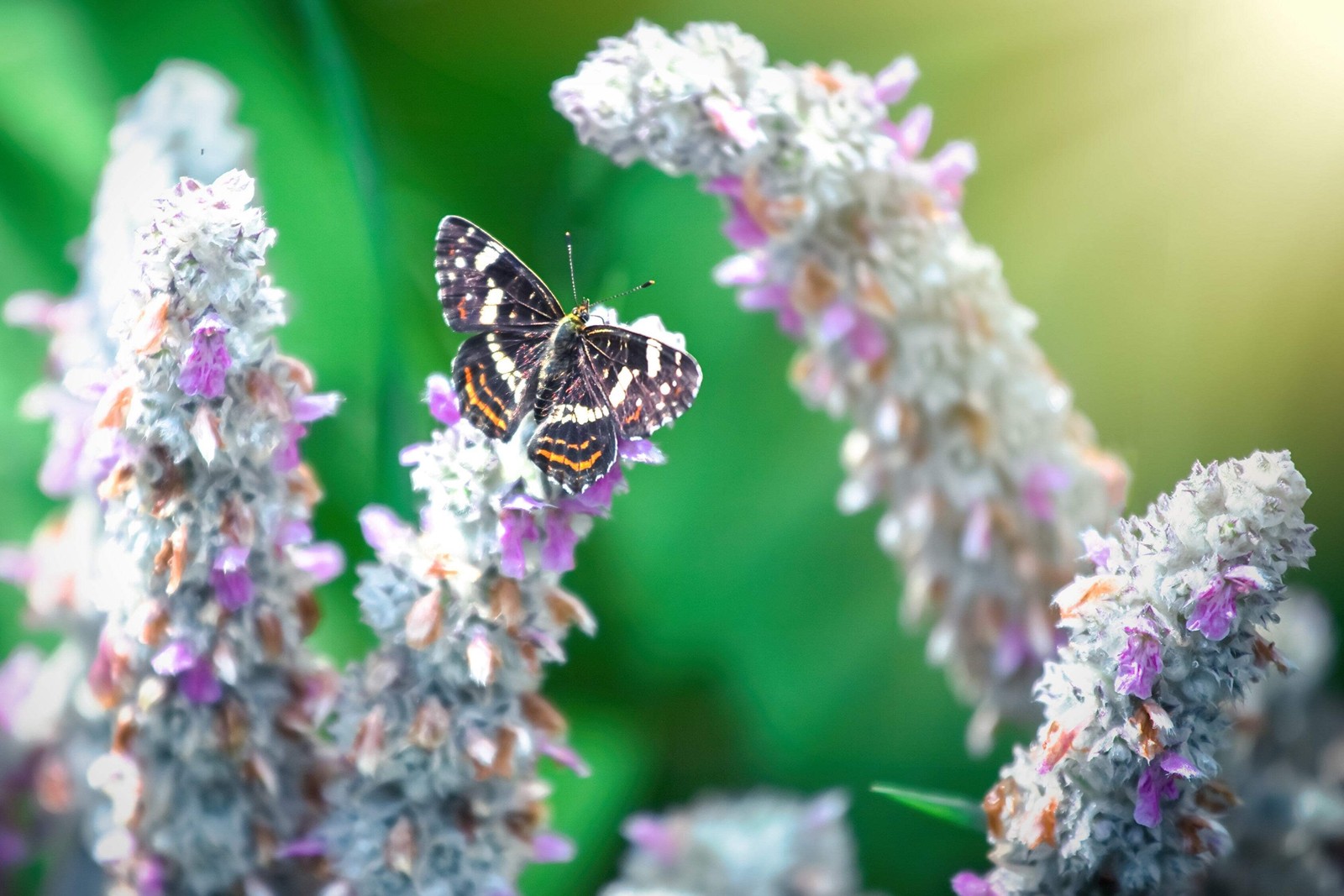 100 Wolly LAMBS EAR Stachys Byzantina Silvery Fuzzy Leaves Purple Flower Seeds