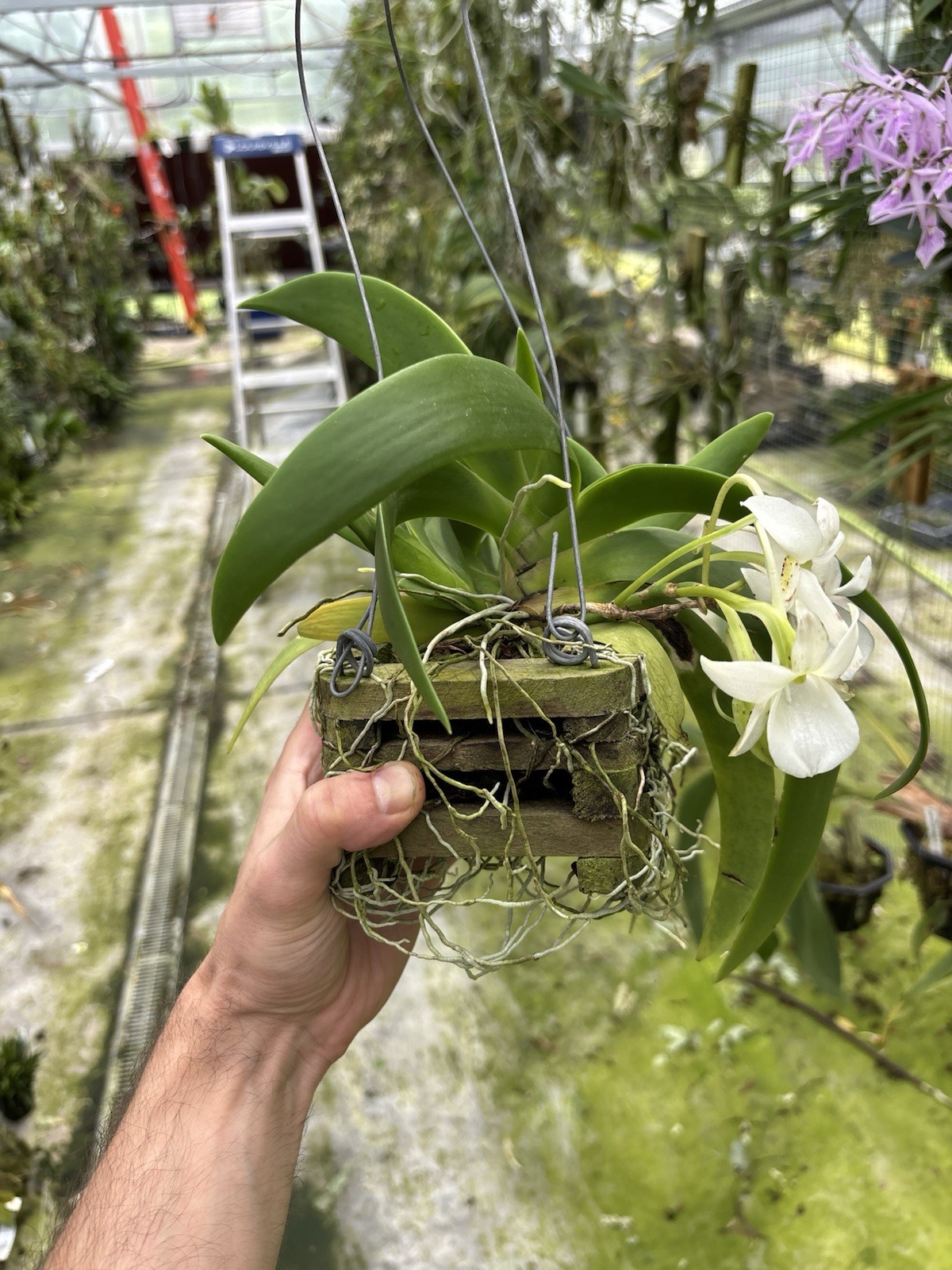 Angraecum leonis SPECIMEN IN BLOOM compact Fragrant Orchid Species