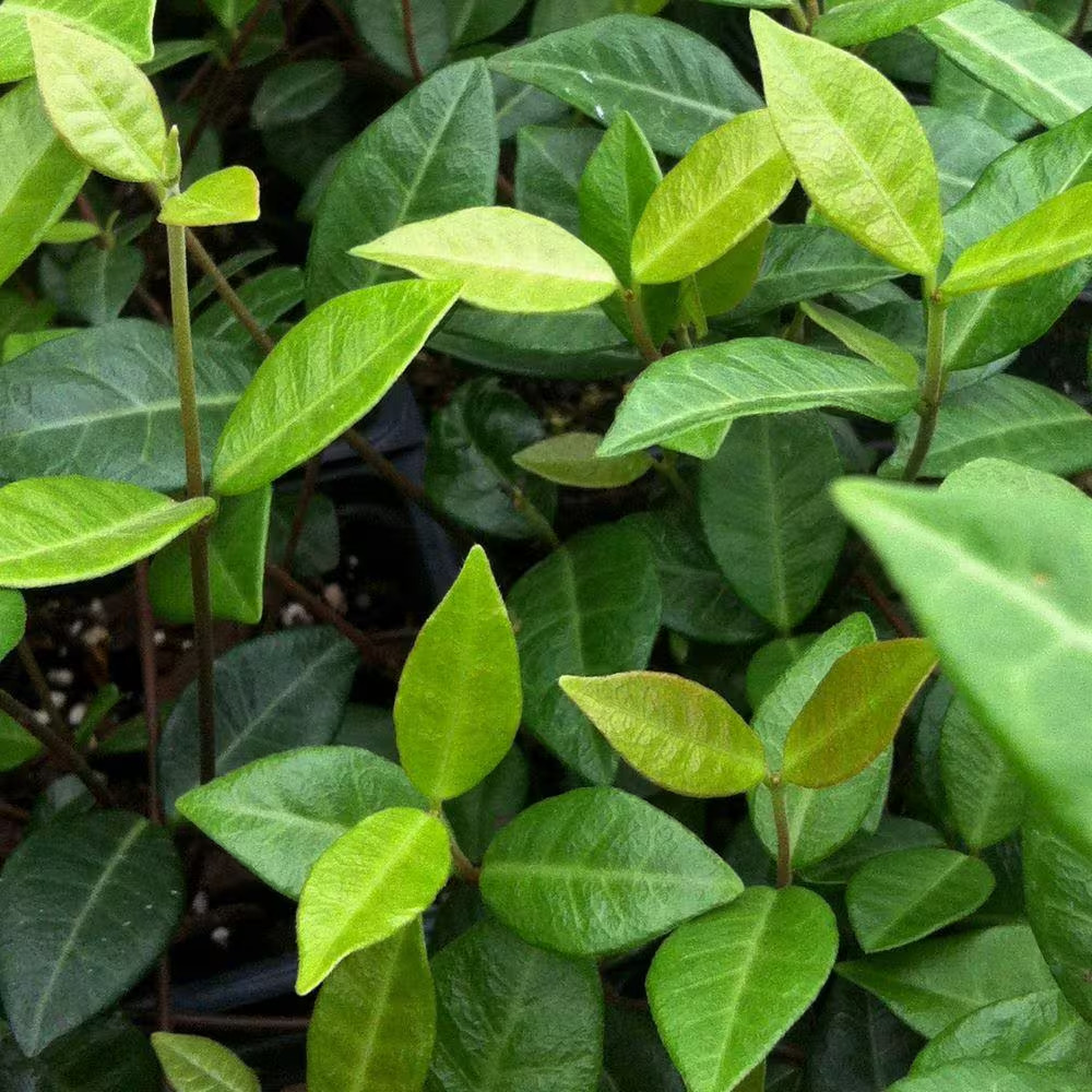 Asiatic Jasmine 3 1/4 In. Pots (54-Pack) – Live Groundcover Plant