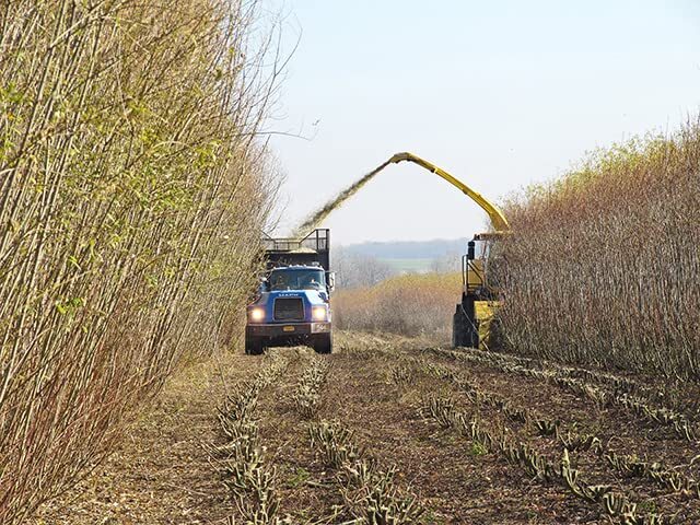 Grow Willow for Biofuel, Biomass – Fresh Cuttings to Plant – Easy and Very Fast