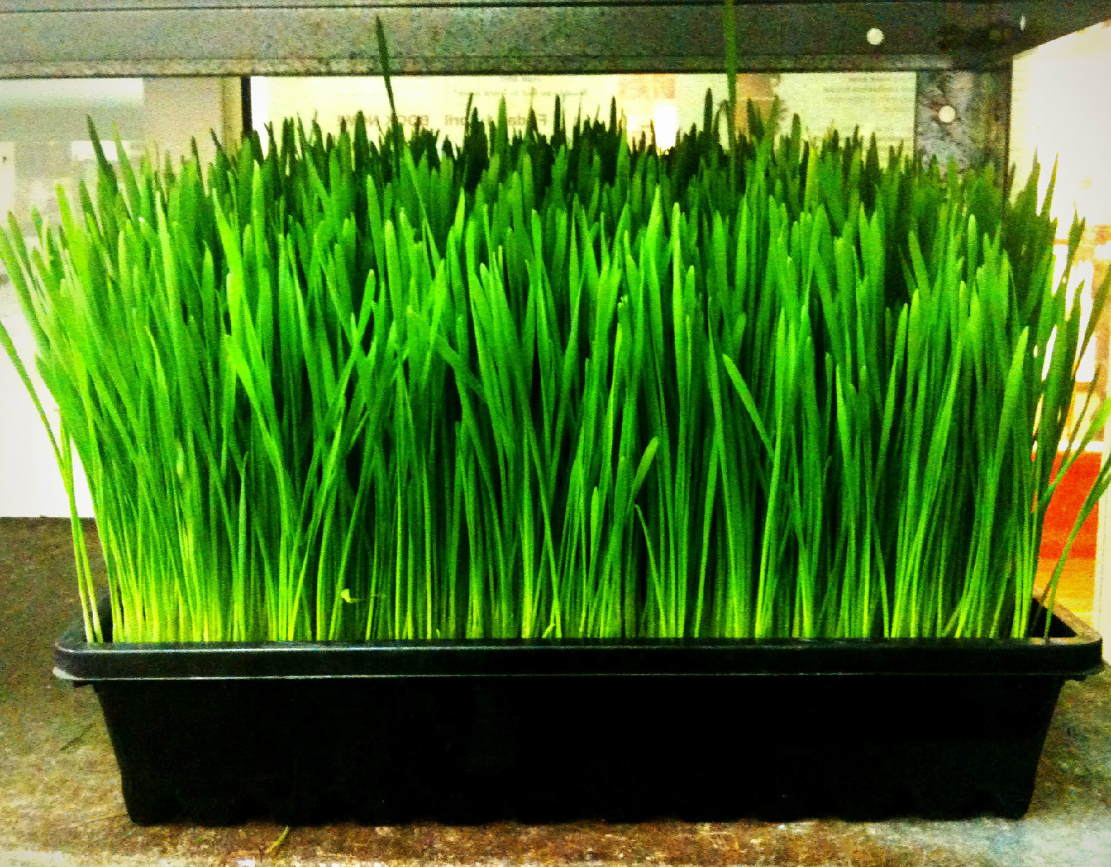 wheat, WHEATGRASS,, catgrass, cat grass, 1/2 lb seeds! GroCo