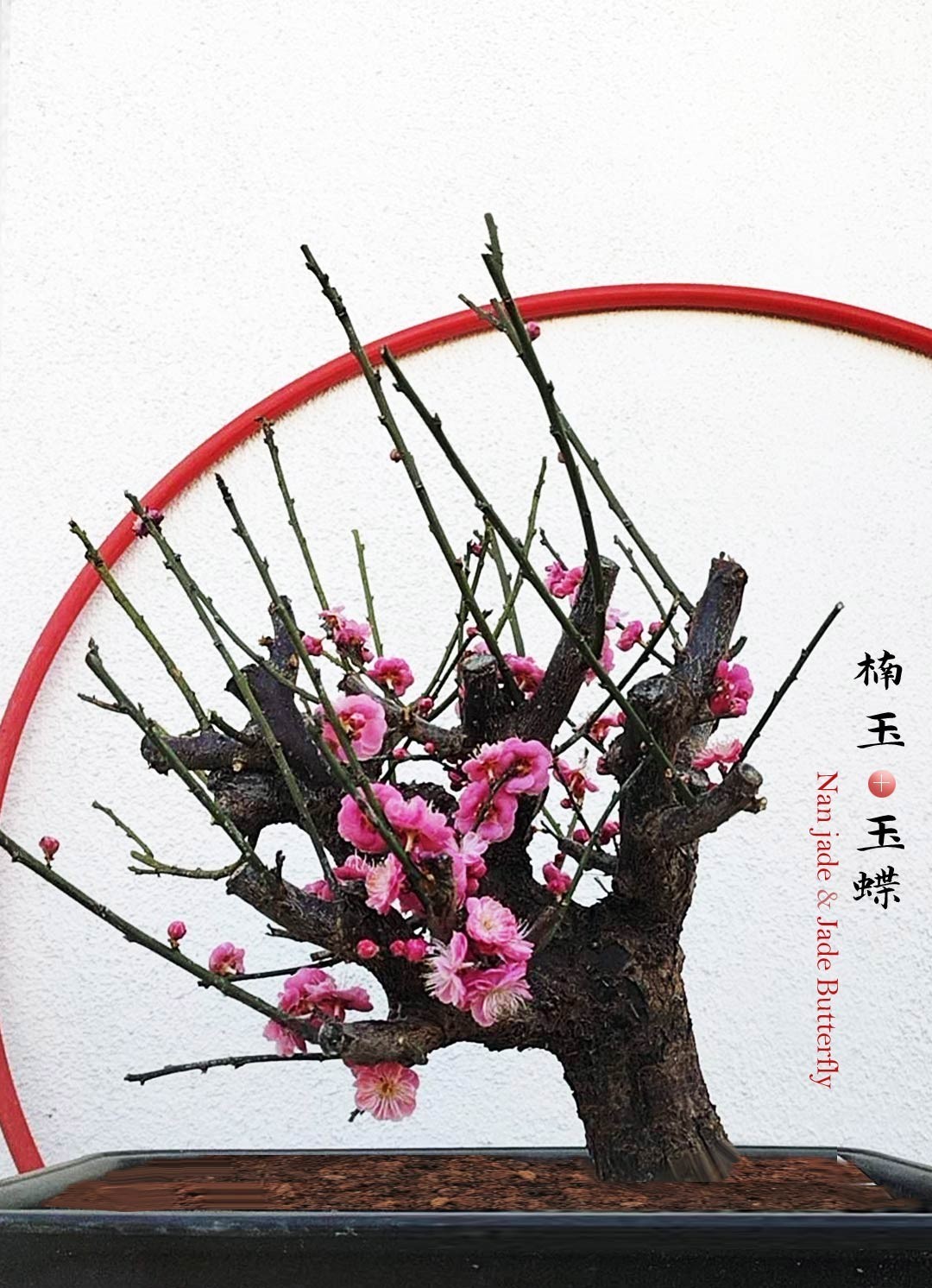 Pre Sale Plum Blossom bonsai chinese Plum Red,pink,Green,white,Double color