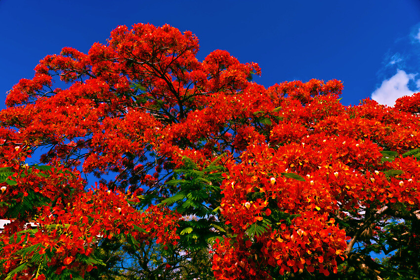 ROYAL POINCIANA RED FLAME TREE SEEDS Delonix Regia Tropical Flamboyant Flower
