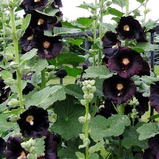 Hollyhock NIGRA Alcea Rosea Deep Red Black Fall or Spring Plant Non-GMO 50 Seeds