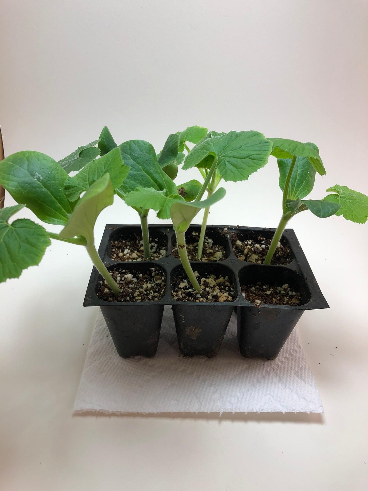 Zucchini Live Plant – Seedlings/Plugs and Plants – 3″- 12″ tall – 30-60+ days