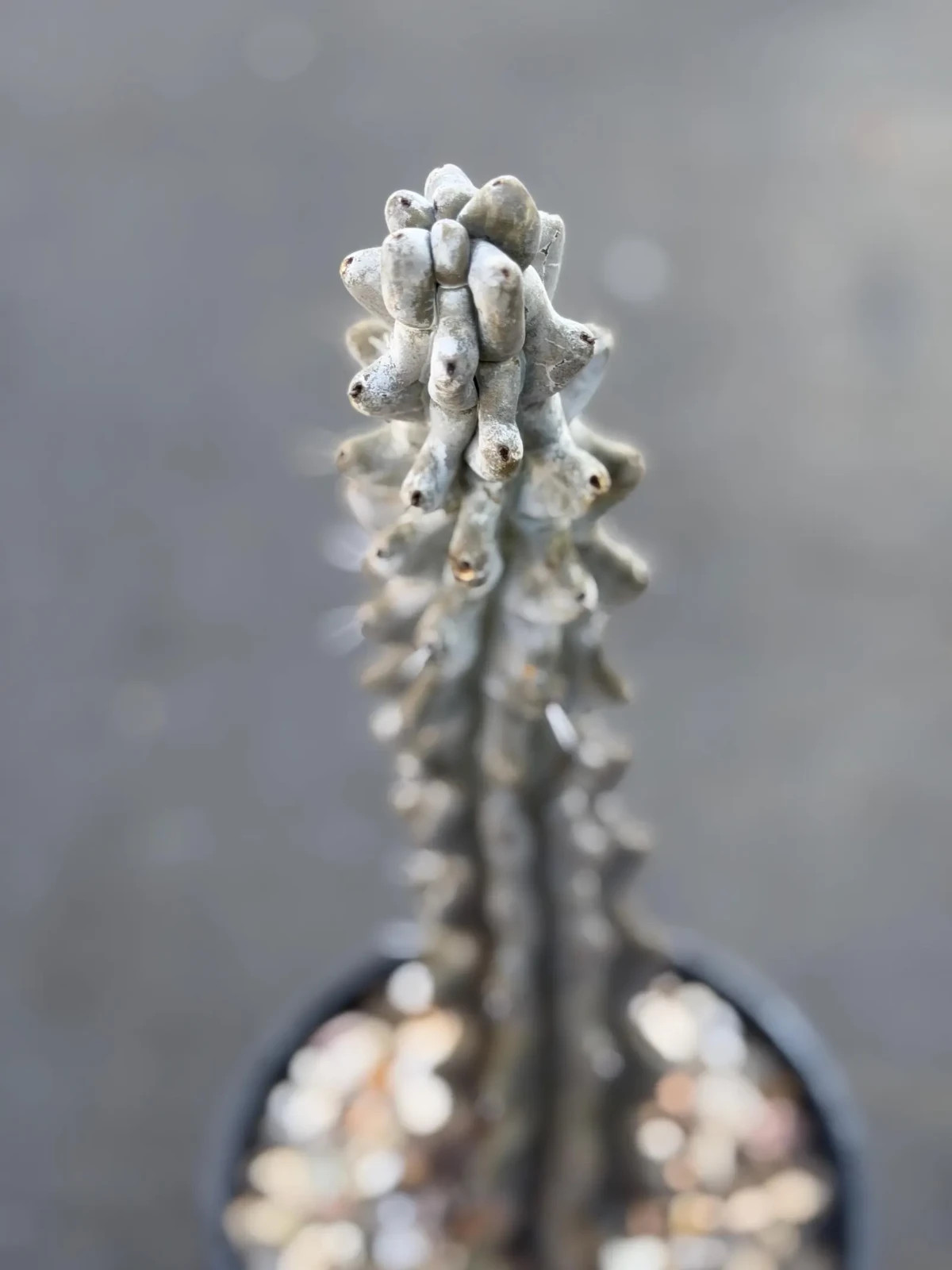 Stenocereus Beneckei Rare Twisting Chalky Gray Specimen Cactus Plant