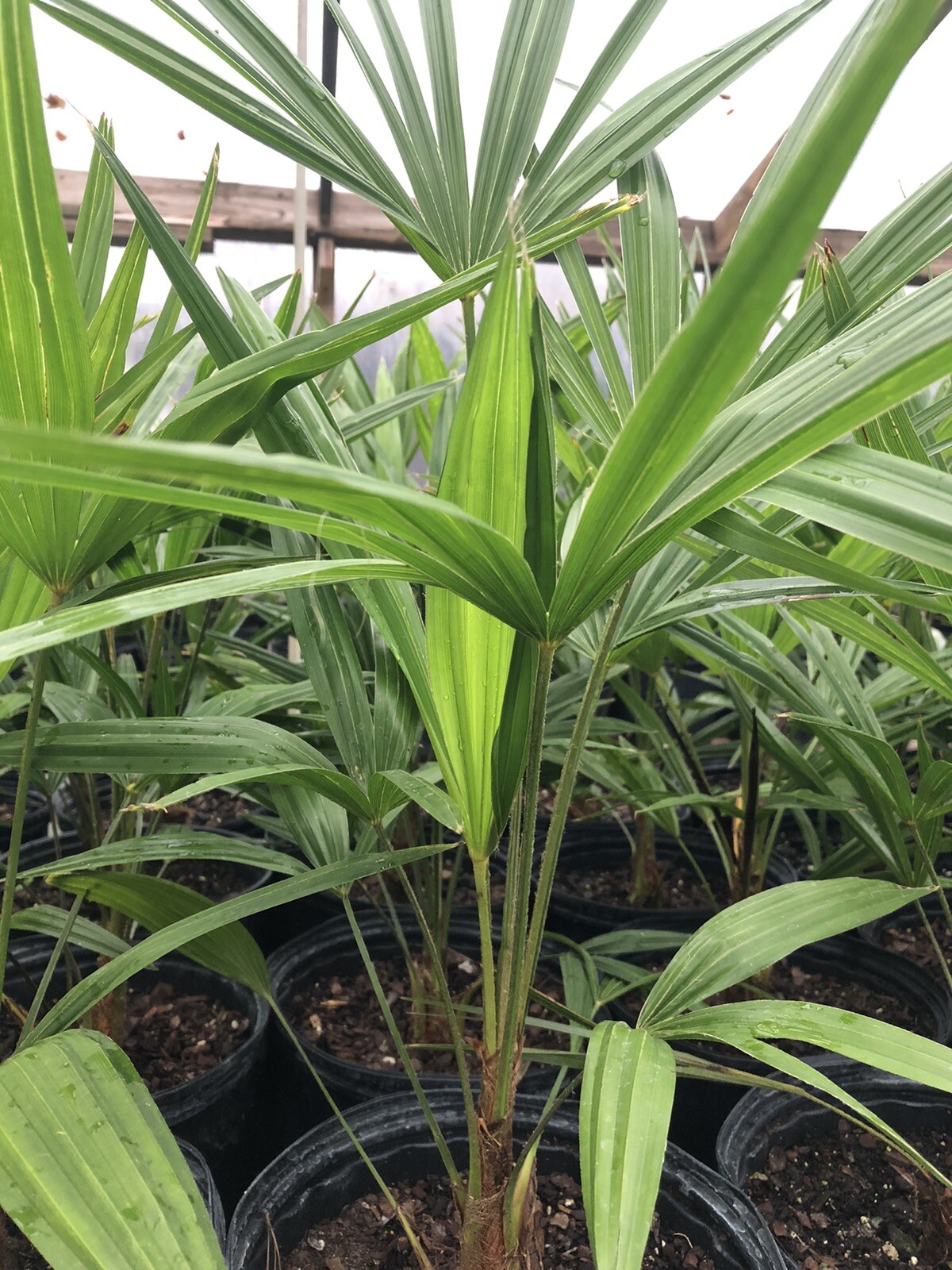 22” to 24” Cold Hardy Windmill Palms Trachycarpus Fortunei